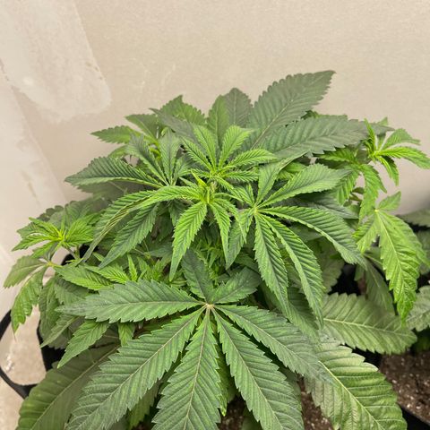 Purple Crash growlog timeline photo