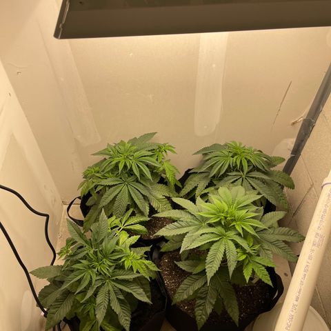 Purple Crash growlog timeline photo