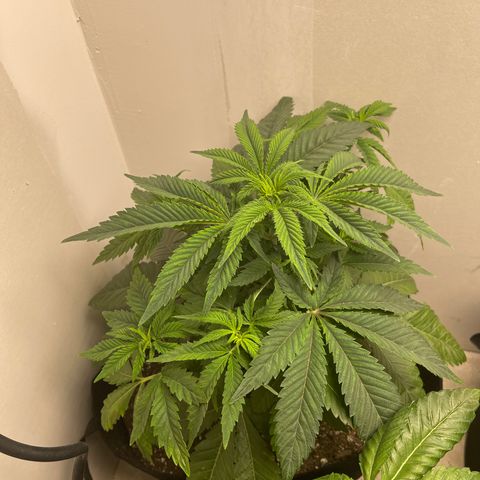 Purple Crash growlog timeline photo