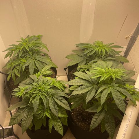 Purple Crash growlog timeline photo