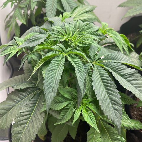 Purple Crash growlog timeline photo