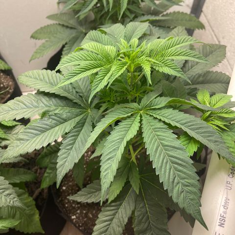 Purple Crash growlog timeline photo