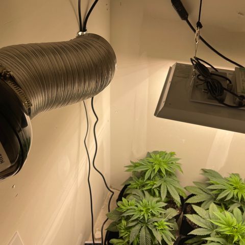 Purple Crash growlog timeline photo