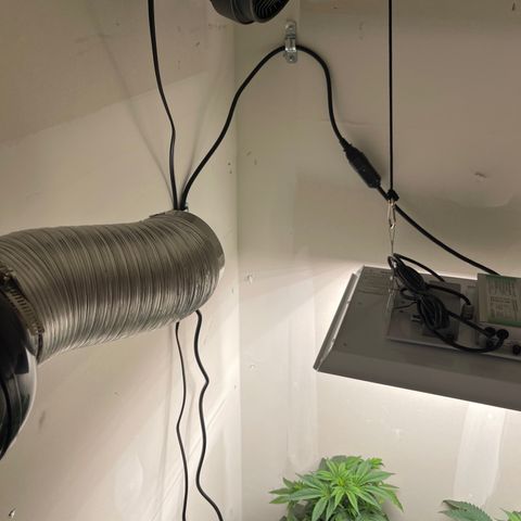 Purple Crash growlog timeline photo