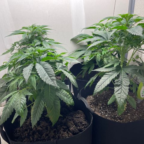 Purple Crash growlog timeline photo
