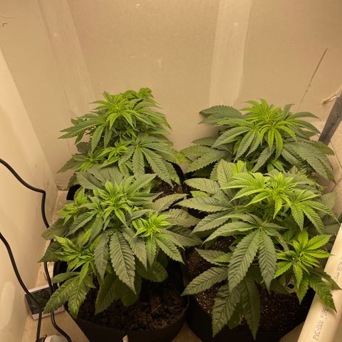 Purple Crash growlog timeline photo