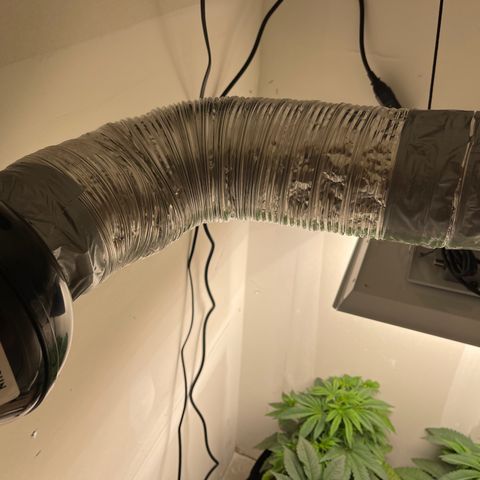 Purple Crash growlog photo: Added carbon filter. Need to change flex. So far no odor. 