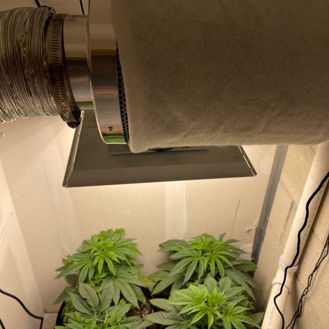 Purple Crash growlog photo: Added carbon filter. Need to change flex. So far no odor. 