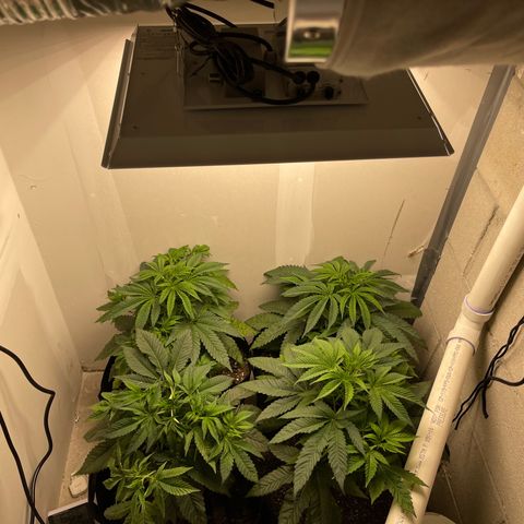 Purple Crash growlog photo: Added carbon filter. Need to change flex. So far no odor. 