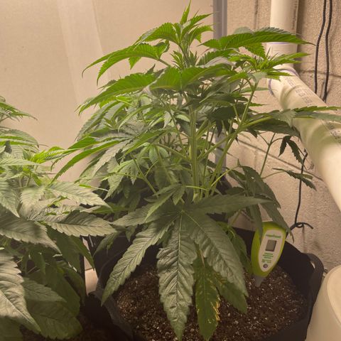 Purple Crash growlog timeline photo