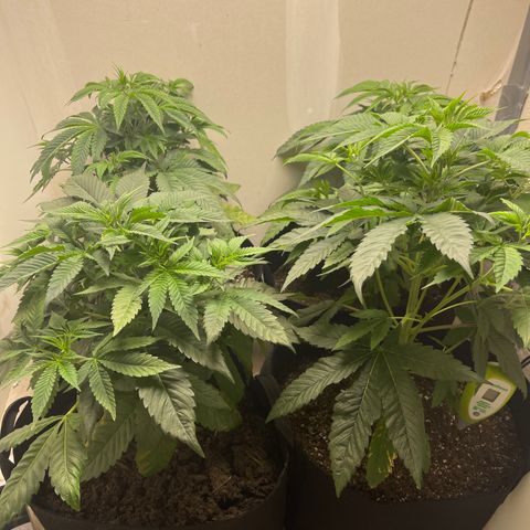 Purple Crash growlog timeline photo