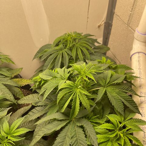 Purple Crash growlog timeline photo