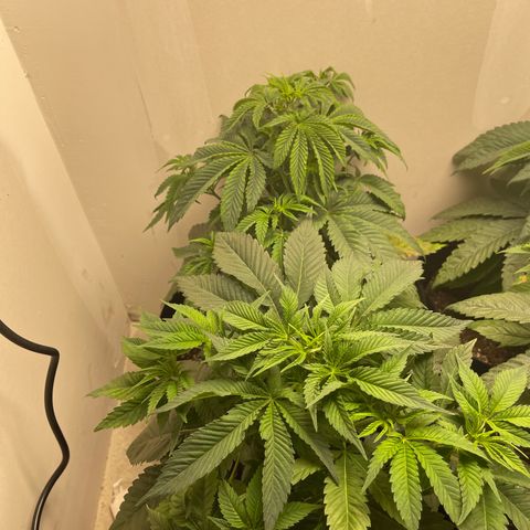 Purple Crash growlog timeline photo