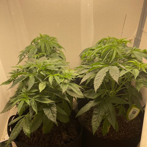 Purple Crash growlog timeline photo