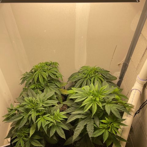 Purple Crash growlog photo: Moved filter attached directly to exhaust fan. 