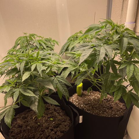 Purple Crash growlog photo: Gave them a trim. 