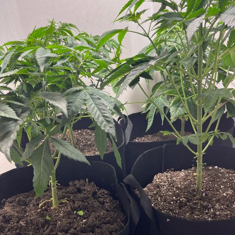 Purple Crash growlog photo: Gave them a trim. 