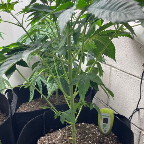 Purple Crash growlog photo: Gave them a trim. 