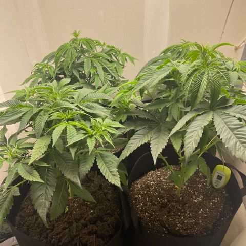Purple Crash growlog photo: After trim. Doing well. 
