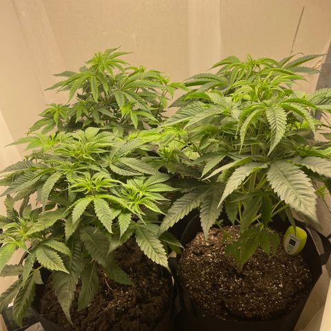 Purple Crash growlog timeline photo