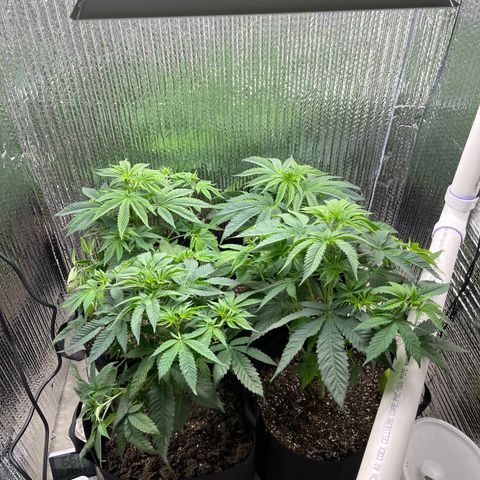 Purple Crash growlog photo: Trimmed added soil put wall treatments up. 