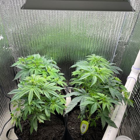 Purple Crash growlog photo: Trimmed added soil put wall treatments up. 