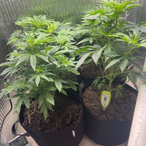 Purple Crash growlog photo: Flipped!!