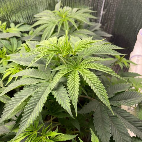 Purple Crash growlog timeline photo