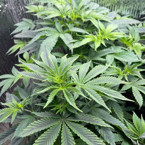 Purple Crash growlog timeline photo