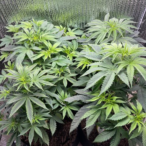 Purple Crash growlog timeline photo