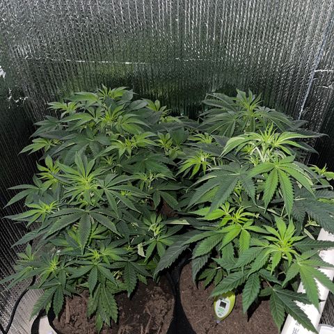 Purple Crash growlog timeline photo