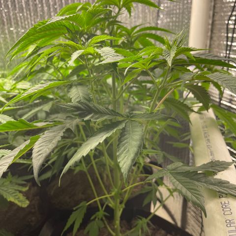 Purple Crash growlog timeline photo