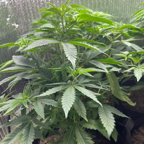 Purple Crash growlog timeline photo