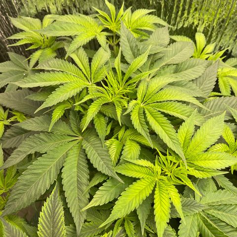 Purple Crash growlog timeline photo