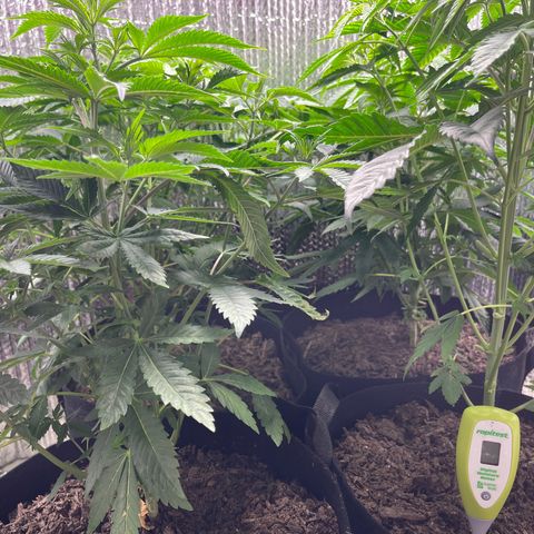 Purple Crash growlog timeline photo