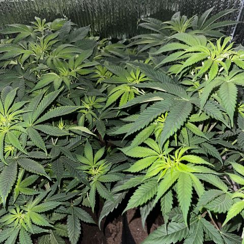Purple Crash growlog timeline photo