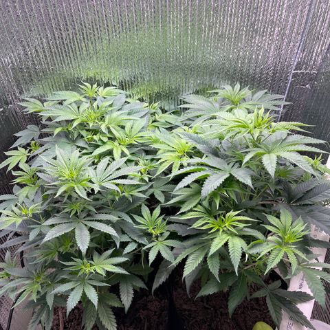 Purple Crash growlog timeline photo