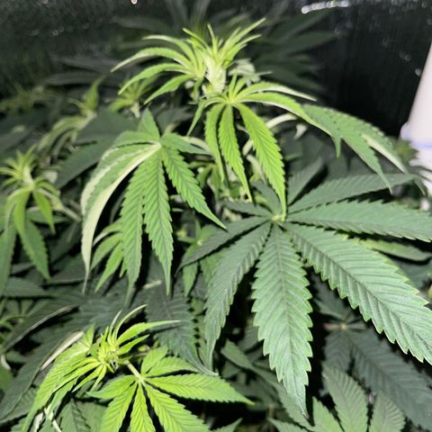 Purple Crash growlog timeline photo