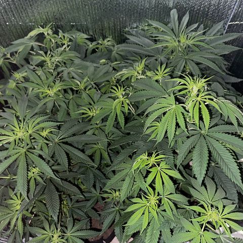 Purple Crash growlog timeline photo