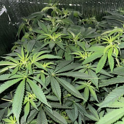 Purple Crash growlog timeline photo