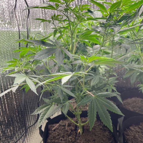 Purple Crash growlog timeline photo