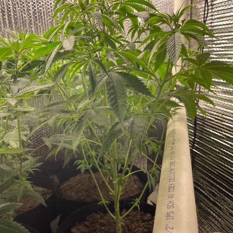 Purple Crash growlog timeline photo