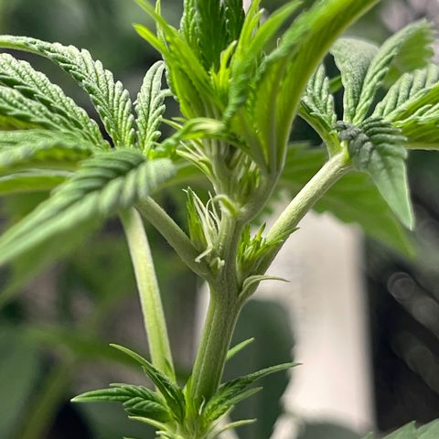 Purple Crash growlog timeline photo