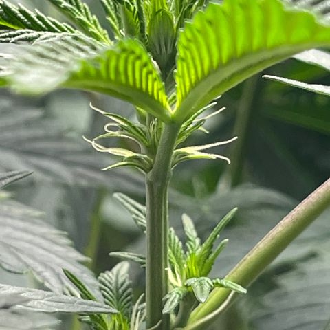 Purple Crash growlog timeline photo