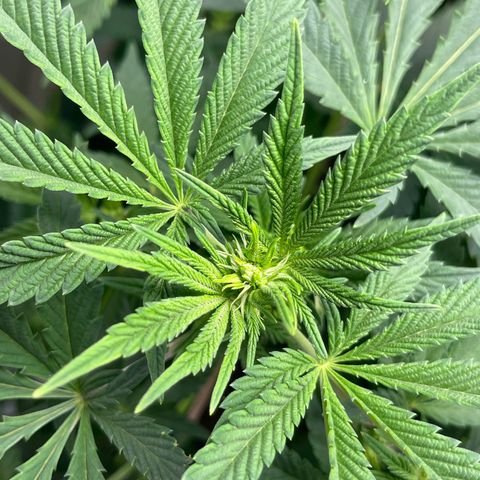 Purple Crash growlog timeline photo