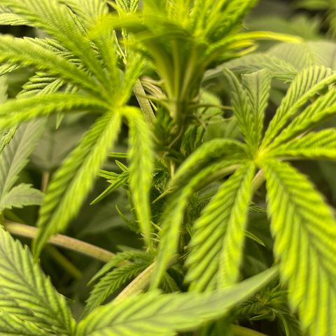 Purple Crash growlog timeline photo