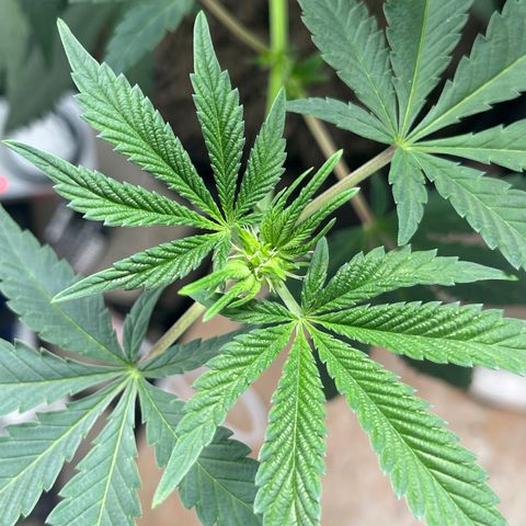 Purple Crash growlog timeline photo