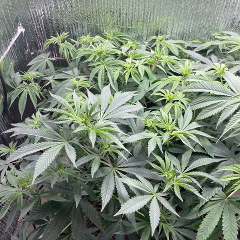 Purple Crash growlog timeline photo