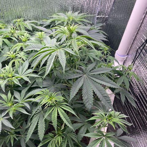Purple Crash growlog timeline photo