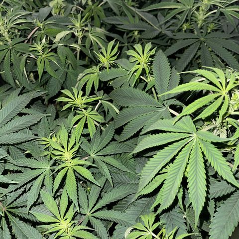 Purple Crash growlog timeline photo